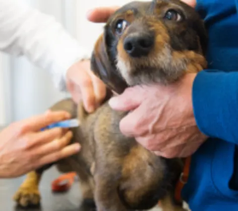 Dog receiving vaccination